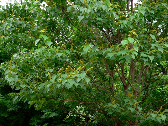 {Triadica sebifera}
